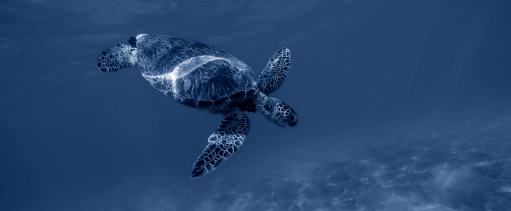 Capa de reportagem que apresenta uma tartaruga marinha no fundo do mar